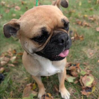 Priscilla -  Pug and Boston Terrier Dog for Adoption in Woodstock, Ontario - Priscilla | PetCurious