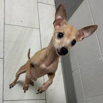 Chihuahua Dogs Available for Adoption in Lufkin, Texas - Samuel | PetCurious
