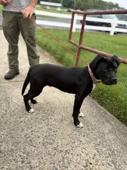 Labrador Retriever Dogs Available for Adoption in Manhasset, New York - Quinn | PetCurious