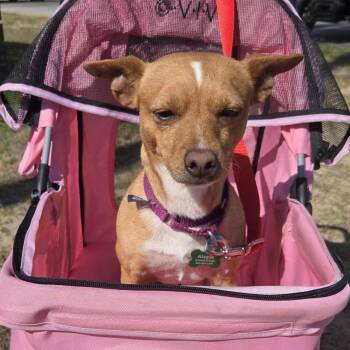 Chihuahua Dogs Available for Adoption in Freeport, Florida - Fiddle | PetCurious