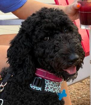 Bridgette -  Poodle Dog for Adoption in Garland, Texas - Bridgette | PetCurious
