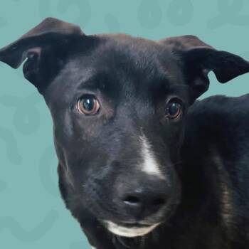 Hudson -  Labrador Retriever and Mixed Breed Dog for Adoption in Reno, Nevada - Hudson | PetCurious