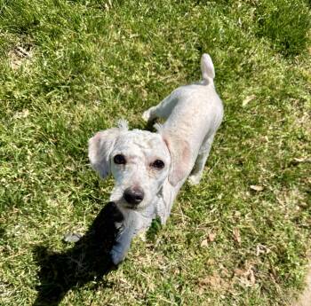 Miniature Poodle Dogs Available for Adoption in Monroe, North Carolina - Jack | PetCurious