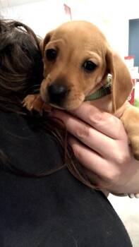 Green (Peanut) -  Dachshund and Chihuahua Dog for Adoption in Republic, Missouri - Green (Peanut) | PetCurious
