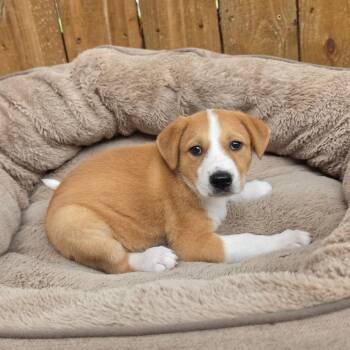 Alexis TW -  Labrador Retriever and Mixed Breed Dog for Adoption in Austin, Texas - Alexis TW | PetCurious