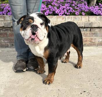 English Bulldog Dogs Available for Adoption - Khaleesi | PetCurious
