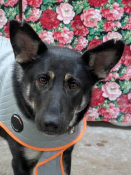 Dolly -  German Shepherd Dog Dog for Adoption in Decatur, Illinois - Dolly | PetCurious