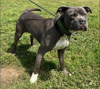 Pit Bull Terrier Dogs Available for Adoption in Pryor, Oklahoma - Bruce | PetCurious