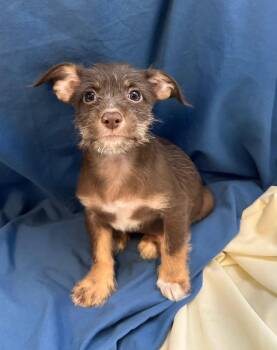 GAVIN -  Chihuahua Dog Available for Adoption in Margate, Florida - GAVIN | PetCurious