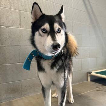 Hades -  Husky Dog for Adoption in Yuma, Arizona - Hades | PetCurious