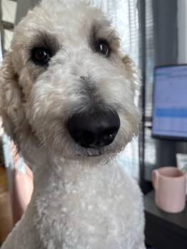 Rescue Irish Wolfhound and Poodle Dogs for Adoption in Elkhorn, Wisconsin - Snow | PetCurious