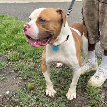 Winston -  Pit Bull Terrier and American Bulldog Dog for Adoption in Silver Spring, Maryland - Winston | PetCurious