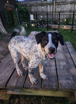 Ulysses -  Australian Cattle Dog Blue Heeler Dog for Adoption in Cheektowaga, New York - Ulysses | PetCurious