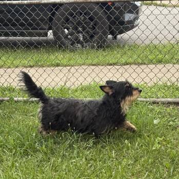 Max -  Terrier Dog for Adoption in South Bend, Indiana - Max | PetCurious