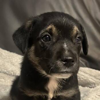 Linda Regal - Local Girl -  Beagle Dog for Adoption in Andover, Massachusetts - Linda Regal - Local Girl | PetCurious