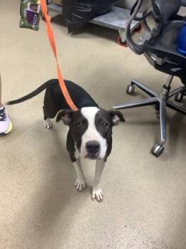 Rescue Pit Bull Terrier and Mixed Breed Dogs for Adoption in Fort Worth, Texas - 59438218 | PetCurious