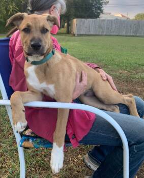 Rescue Labrador Retriever and Coonhound Dogs for Adoption in Houston, Texas - Mickey | PetCurious