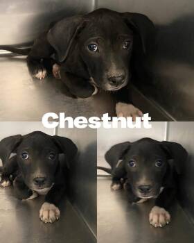 Rescue Boxer and Black Labrador Retriever Dogs for Adoption in Saint James, Missouri - Chestnut | PetCurious