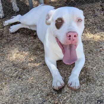 Stimpy -  American Bulldog Dog for Adoption in Queen City, Texas - Stimpy | PetCurious