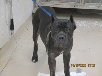 Rescue Cane Corso Dogs for Adoption in Marietta, Georgia - Scrat (17) | PetCurious