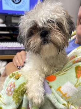 Dust Bunny -  Shih Tzu and Mixed Breed Dog for Adoption in King William, Virginia - Dust Bunny | PetCurious
