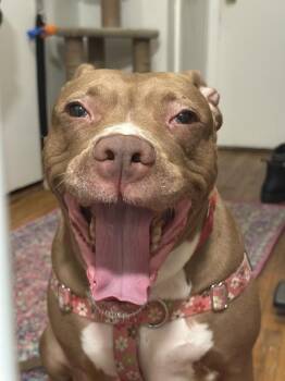 Lovely Lody -  Mixed Breed Dog for Adoption in New York, New York - Lovely Lody | PetCurious