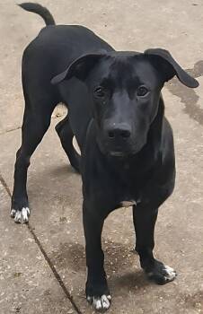 Rescue Black Labrador Retriever and German Shepherd Dog Dogs for Adoption in Momence, Illinois - Kylo | PetCurious