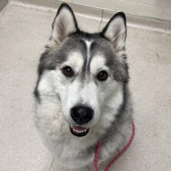 Lizzo -  Husky Dog for Adoption in Murray, Utah - Lizzo | PetCurious