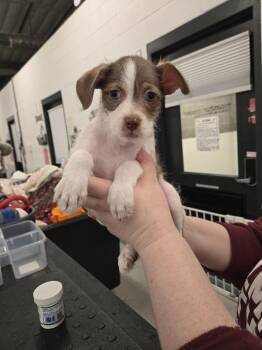 Border Terrier and Poodle Dogs Available for Adoption - Stun | PetCurious
