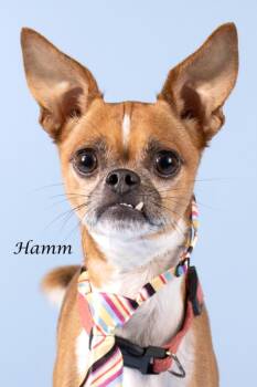 Hamm -  Chihuahua and Pug Dog for Adoption in Gilbert, Arizona - Hamm | PetCurious