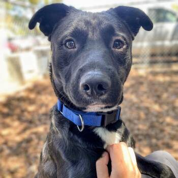 Domino -  Terrier Dog for Adoption in Oakland, California - Domino | PetCurious