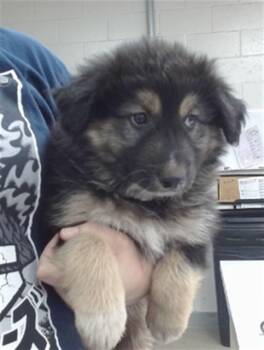 German Shepherd Dog and Mixed Breed Dogs Available for Adoption in Salinas, California - GUMBO | PetCurious