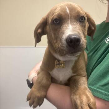 Lumber -  Mixed Breed Dog for Adoption in Tulsa, Oklahoma - Lumber | PetCurious