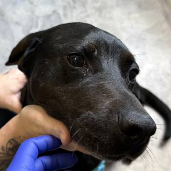 Jeffree -  Mixed Breed Dog for Adoption in Summerlee, West Virginia - Jeffree | PetCurious