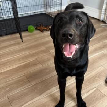 Rescue Black Labrador Retriever Dogs for Adoption in Chatham, New Jersey - Milo | PetCurious