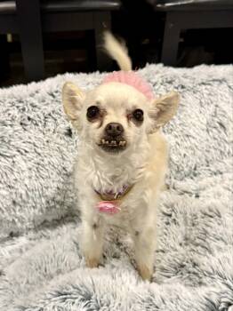 Sophie -  Chihuahua Dog for Adoption in Sunnyvale, California - Sophie | PetCurious