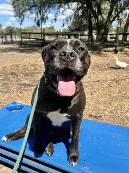 Cane Corso Dogs Available for Adoption - Violet | PetCurious