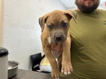 A384493 -  American Bulldog and Mixed Breed Dog for Adoption in Ocala, Florida - A384493 | PetCurious