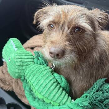 Brittany -  Mixed Breed Dog for Adoption in Huntsville, Alabama - Brittany | PetCurious