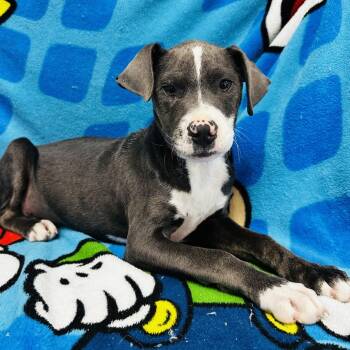 Rescue American Staffordshire Terrier Dogs for Adoption in San Antonio, Texas - Arlo | PetCurious