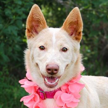 Linda -  Mixed Breed Dog for Adoption in Livingston, Texas - Linda | PetCurious