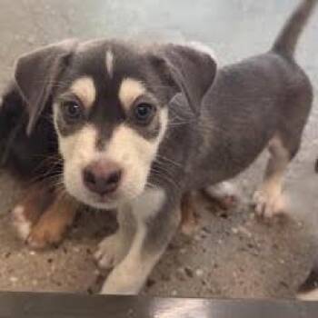 Grouper -  Mixed Breed Dog for Adoption in Green Valley, Arizona - Grouper | PetCurious