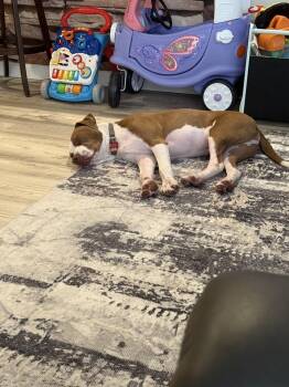 Dodger -  Staffordshire Bull Terrier Dog for Adoption in Colorado Springs, Colorado - Dodger | PetCurious