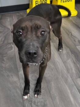 Chewbacca -  Pit Bull Terrier Dog for Adoption in Trenton, New Jersey - Chewbacca | PetCurious