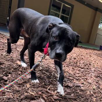Gunner -  Mixed Breed Dog for Adoption in Titusville, Florida - Gunner | PetCurious