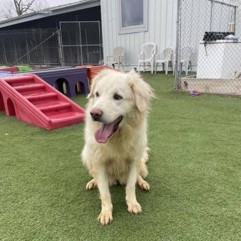 Sophie -  Great Pyrenees Dog for Adoption in Richmond Hill, Ontario - Sophie | PetCurious