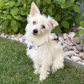 Fiona -  Terrier Dog Available for Adoption in Fort Collins, Colorado - Fiona | PetCurious