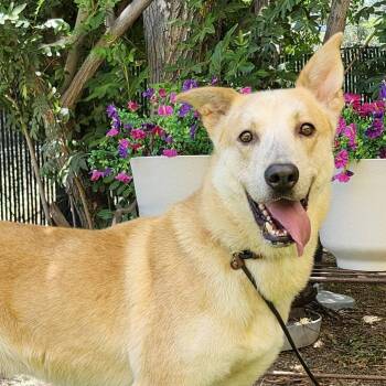 Shadow -  German Shepherd Dog Dog Available for Adoption in Burbank, California - Shadow | PetCurious