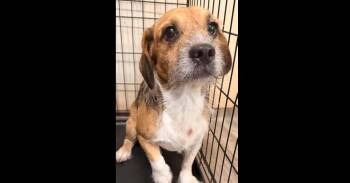 Stitch (AL) -  Beagle and Terrier Dog for Adoption in New York, New York - Stitch (AL) | PetCurious