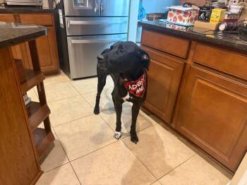 Henry -  Great Dane and Bullmastiff Dog for Adoption in Houston, Texas - Henry | PetCurious